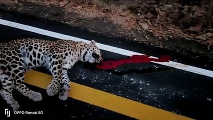 Sensation in forest area, accident not revealed