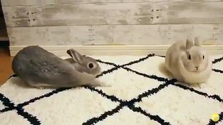 Öpücük almak için her yolu deneyen sevimli Tavşan