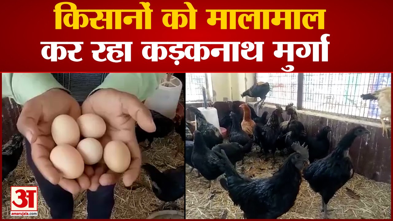 Aligarh News: किसानों की जेब भर रहा कड़कनाथ मुर्गा, 50 में अंडा, 1200 में बिकता है चिकन