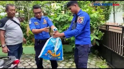Nekat Tangkap Ular Kobra, 3 Warga Jember Dilarikan ke Rumah Sakit