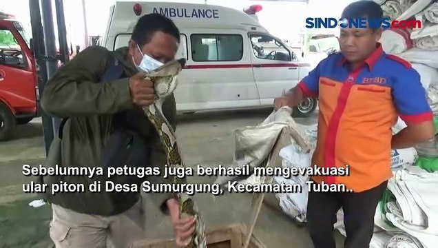Heboh, Penangkapan Ular Piton Sepanjang 5 Meter yang Sedang Memangsa Ayam di Tuban