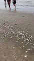 Aparecimento de mariscos mortos em praia de SC