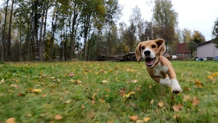 A Majority of People Prioritize Their Pets  Needs When Buying Their Dream Home