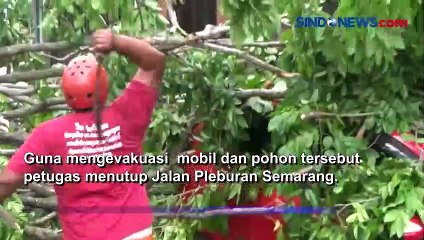 Angin Kencang, Sebuah Pohon Angsana Tua Roboh Timpa 3 Mobil di Semarang
