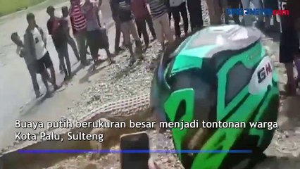 Video Warga Bermain dengan Buaya Putih di Sungai Palu Viral di Medsos