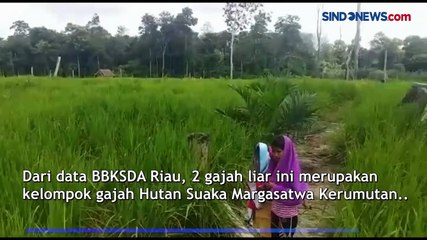 2 Gajah Masuk Perkampungan dan Rusak Kebun Warga di Indragiri Hulu