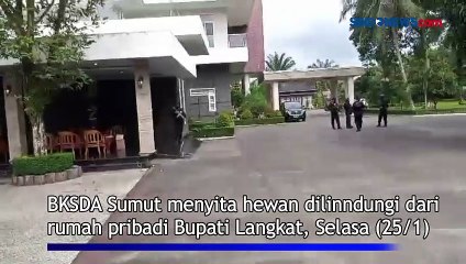 Tim BKSDA Sumut Sita Hewan Dilindungi dari Rumah Bupati Langkat Non Aktif