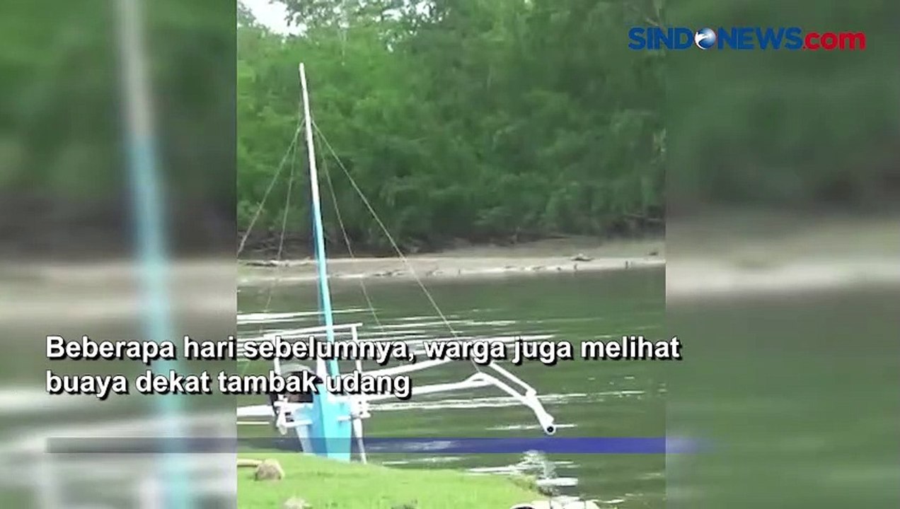 Buaya 2,5 Meter Muncul di Sungai Dekat Permukiman, Warga Mamuju Cemas