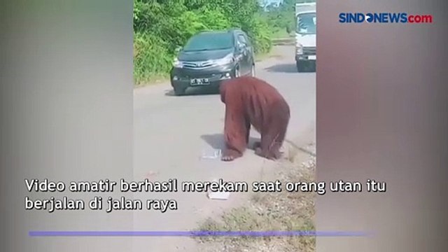 Diduga Kelaparan, Orang Utan Turun ke Jalan di Kutai Timur