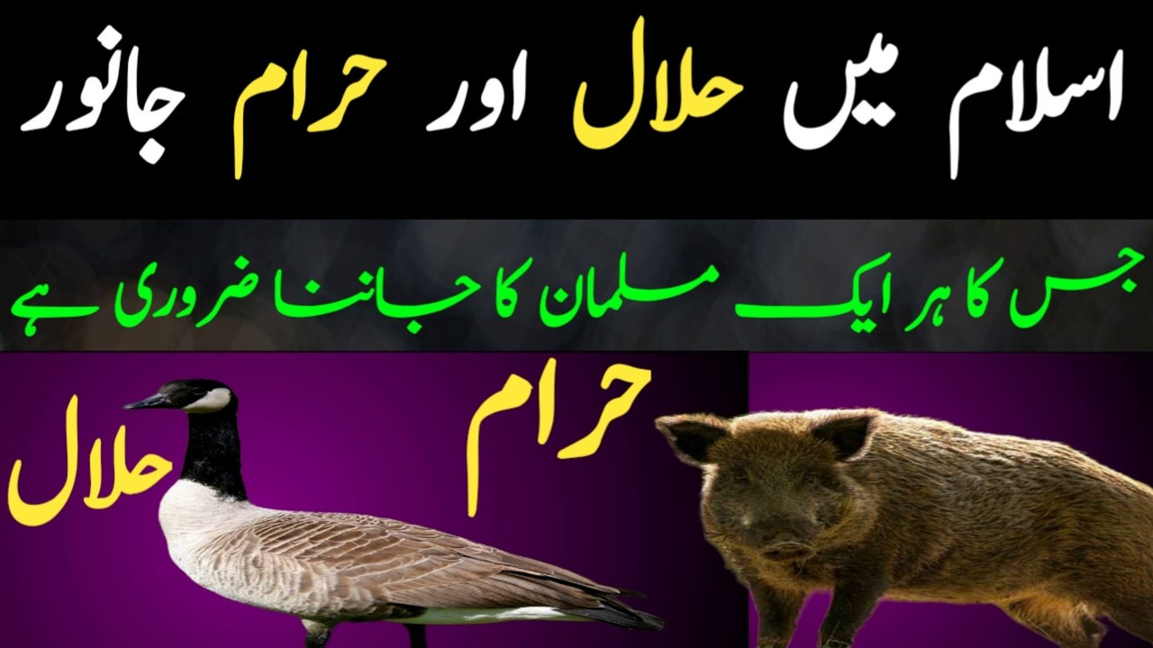 Halal and Haram Animals in Islam | Islam Mai Halal Aur Haram Janwar Kon Se Hain | Halal And Haram