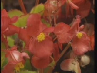 Begonias, Petunias ...