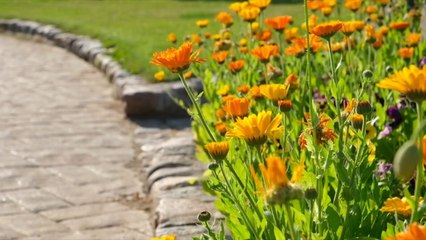 How to Plant a Border Garden That Will Add Color Your Landscape