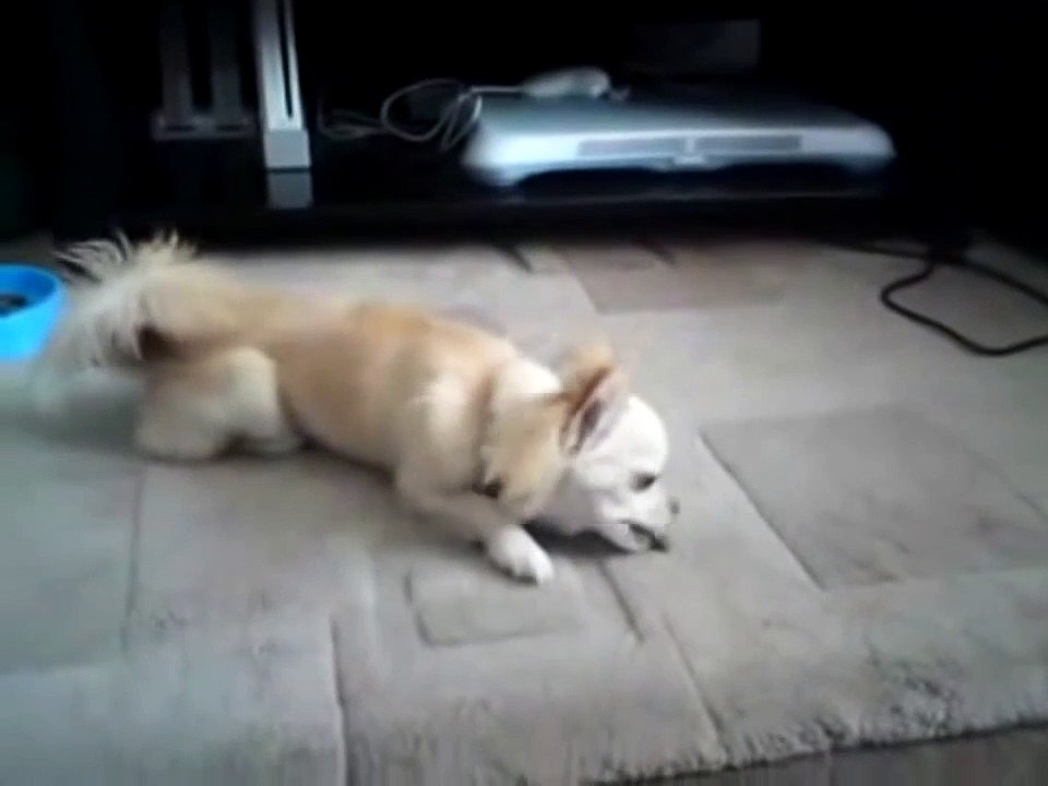 FUNNY VIDEOS - Funny Fails, Funny Pranks and Funny vines People are Awesome