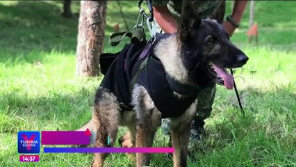 Perrito "Proteo": Manejador cuenta la verdadera causa de su muerte