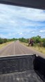 Herd of Elephants Crosses Road