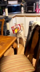 Doofus Doggie Gets Head Stuck In Treat Box