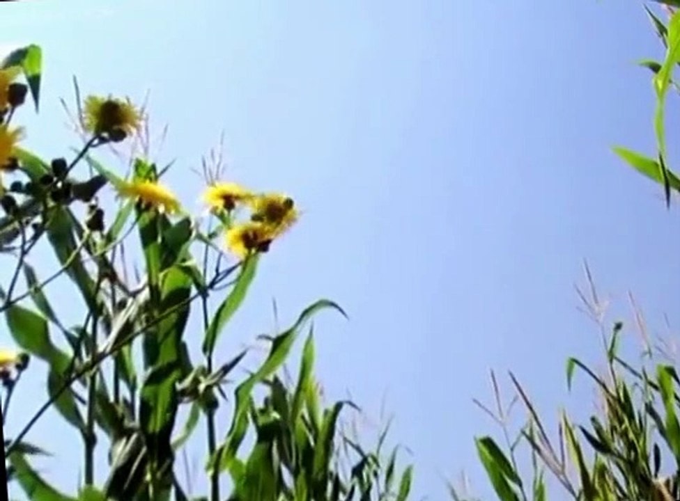 Minuscule Minuscule S01 E012 Catapult