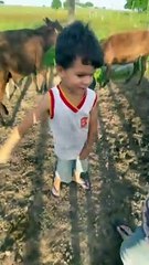 Little Boy Falls Off of a Donkey