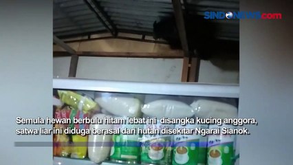 Dikira Kucing Anggora, Binturong di Sumbar Dievakuasi Usai Masuk ke Warung