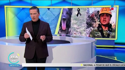 Revelan causa de la muerte de "Proteo", perro rescatista en Turquía