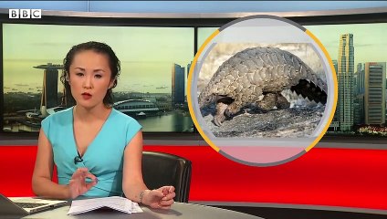 The British dogs helping to combat the trafficking of pangolins in Thailand