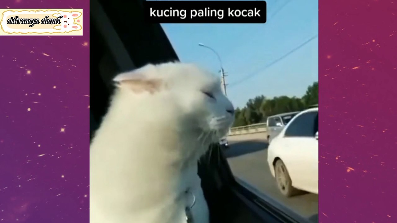 Kucing bikin ngakak ll kucing lucu,gemoy
