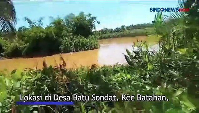 Buaya Muncul di Sungai Dekat Kebun Sawit, Warga Mandailing Natal Resah