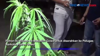 IRT di Gowa Temukan Pohon Ganja Tumbuh Subur di Semak-semak