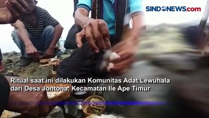 Erupsi Gunung Ile Lewotolok, Warga Nekat Jalani Ritual Adat