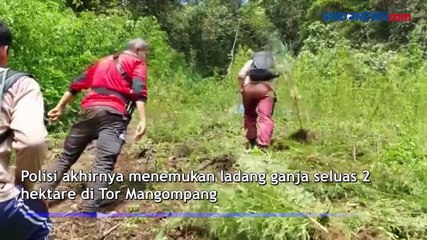 Descargar video: Lama jadi Pemasok Ganja, Seorang Bandar Diciduk Polisi di Mandailing Natal