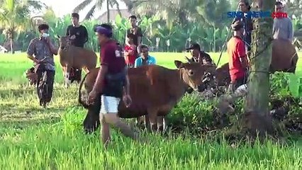 Uniknya Tradisi Maedeng di Gianyar Jelang Hari Raya Nyepi