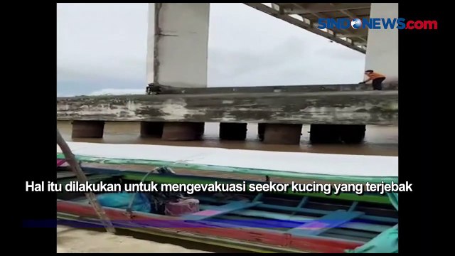 Dramatis, Evakuasi Kucing Terjebak di Tiang Penyangka Jembatan Kahayan Palangkaraya