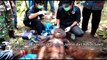 Petugas BKSDA Evakuasi Orangutan Jumbo dari Kebun Sawit di Pangkalan Bun