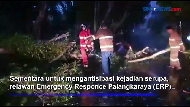 Pemotor Tabrak Pohon Tumbang saat Hujan Deras dan Angin Kencang di Palangkaraya