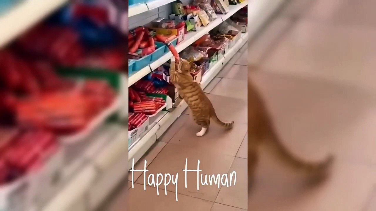 Funniest Animals compilation 2023 Part 7