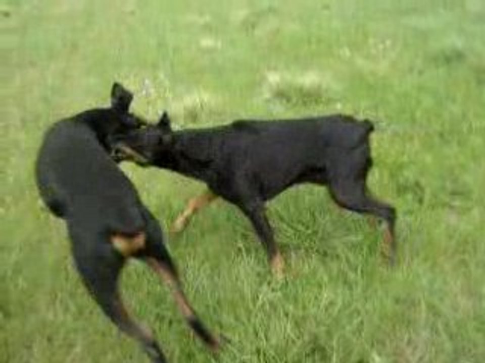 suite de titi et alter et sam