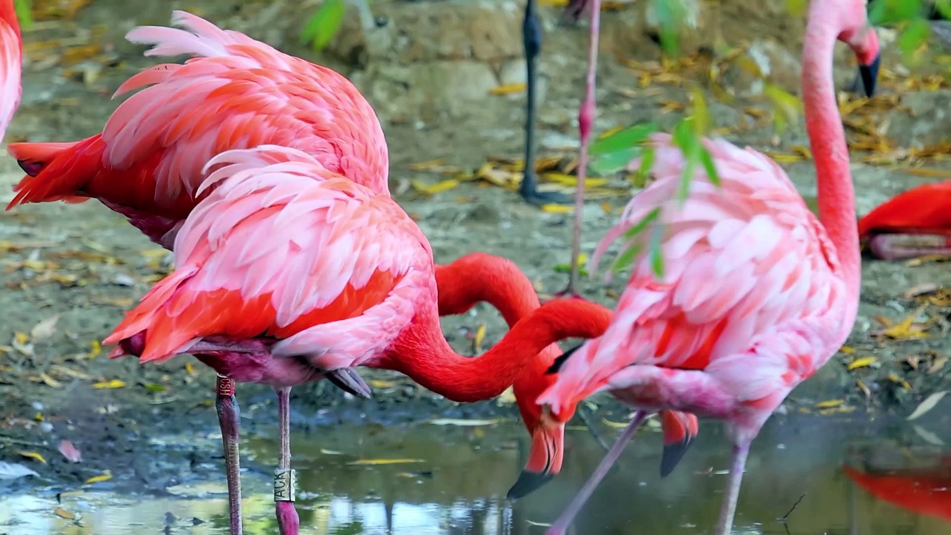 ⁣Flamingo bird 4k HDR 10+ Dolby vision