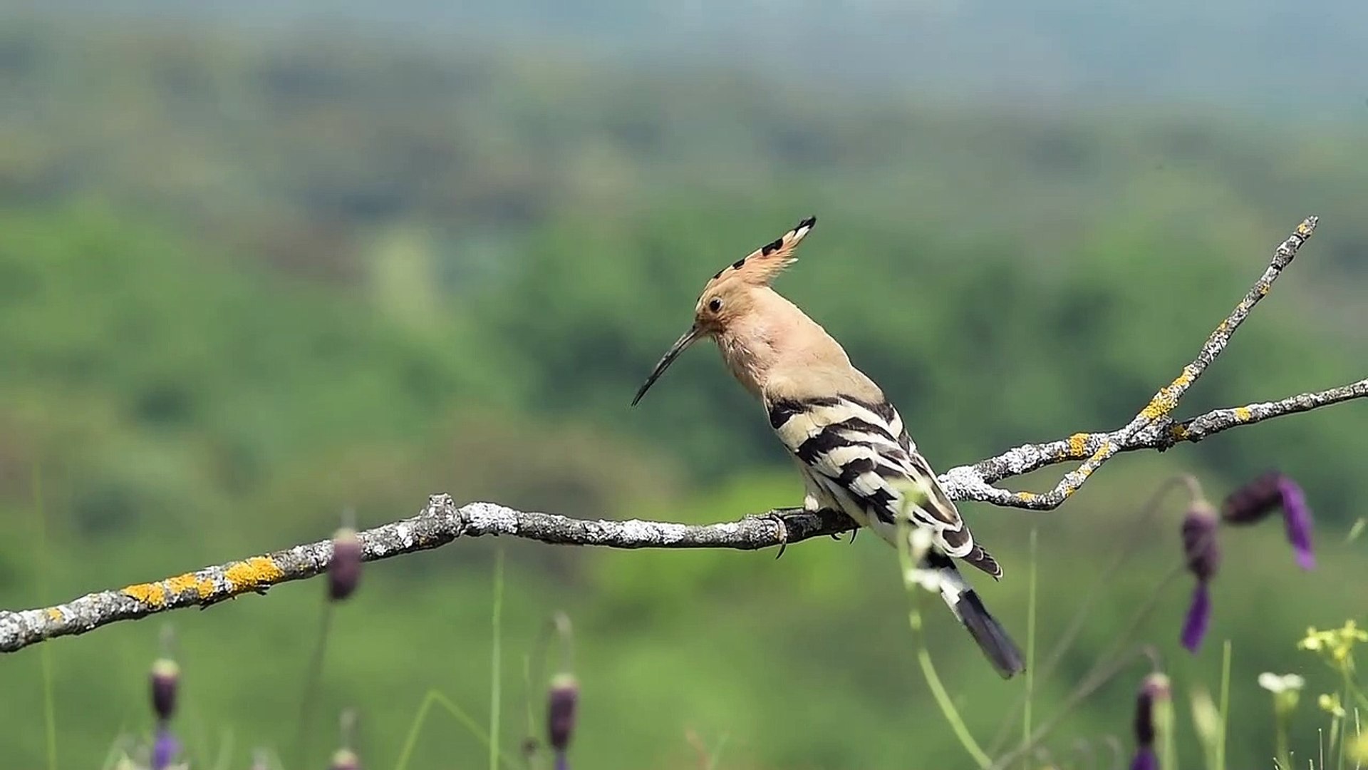 ⁣Bird 4k video HDR