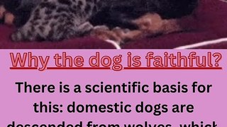 Why the dog is faithful