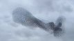 Thousands of starlings appear to take the form of a whale soaring in the sky