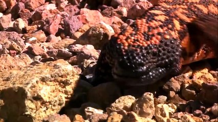 10 Most Painful Animal Stings And What They Do