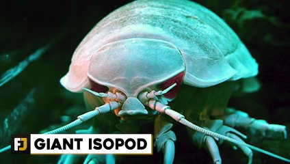 10 Creepy Sea Parasites You Never Want To Not Meet