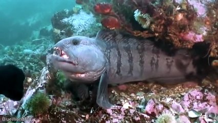 10 Scariest Fish You Wish Didn't Exist