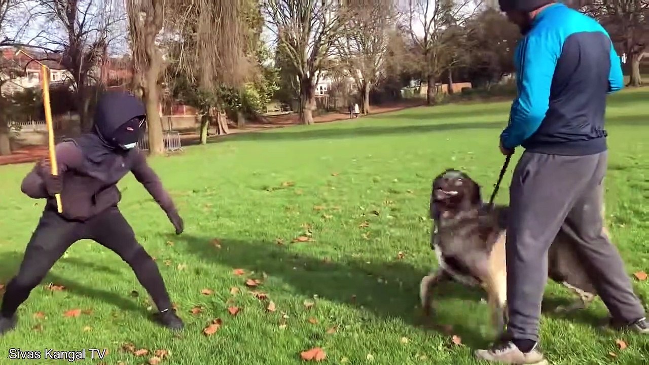 10 Craziest Dog Breeds You Can Actually Own video Dailymotion