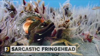 10 Sea Creatures Far Scarier Than Sharks