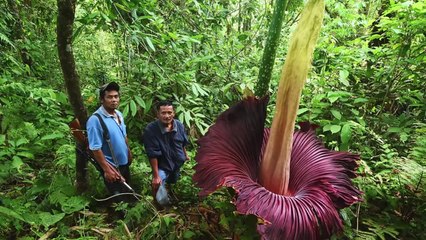 10 Creepiest Jungle Discoveries Ever Made