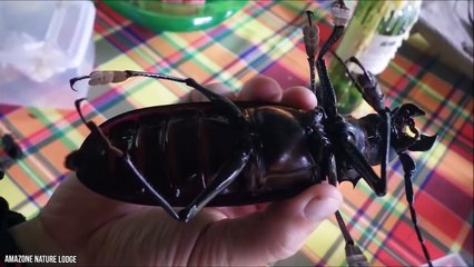 12 Biggest Insects You Never Want To Meet