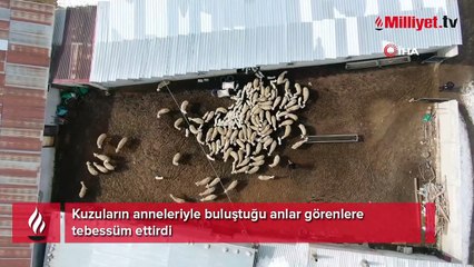 Kuzuların anneleriyle buluştuğu anlar görenlere tebessüm ettirdi