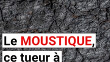 Les moustiques sont les pires tueurs en série mais leur mémoire nous intéresse