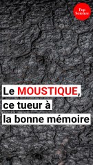 Les moustiques sont les pires tueurs en série mais leur mémoire nous intéresse